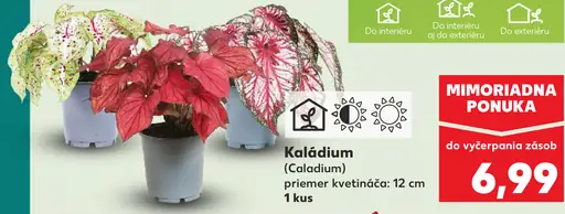 Kalasio Caladium izbová a záhradná rastlina v kvetináči