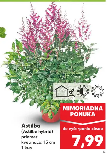 Astilba