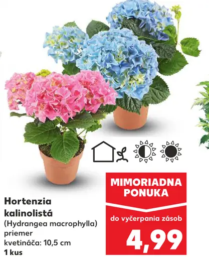 Hortenzia kalinolistá