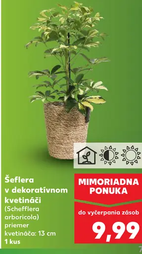 Šeflera v dekoratívnom kvetináči (Schefflera arboricola) izbová rastlina