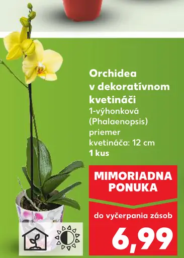 Orchidea v dekoratívnom kvetináči (Phalaenopsis)
