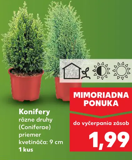 Konifery rôzne druhy (Coniferae) ihličnaté okrasné dreviny v kvetináči
