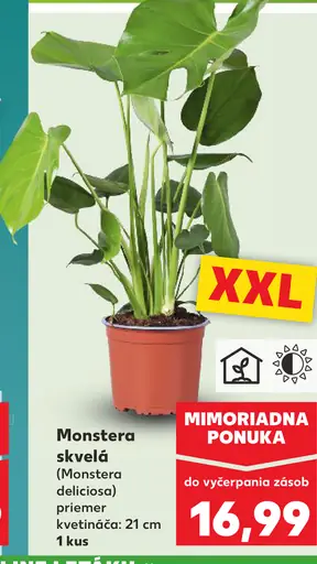 Monstera skvelá izbová rastlina