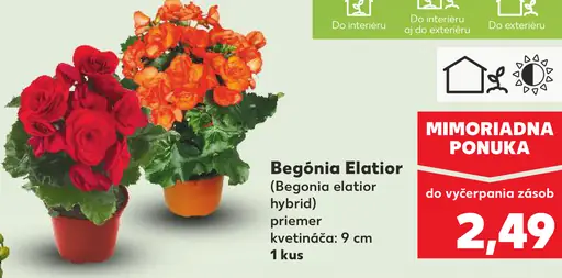 Begónia Elatior (Begonia elatior hybrid) kvitnúca rastlina