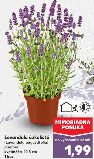 Levanduľa úzkolistá v kvetináči 10,5 cm