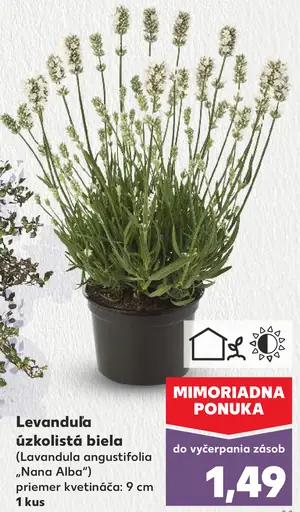 Levanduľa úzkolistá biela v kvetináči 9 cm