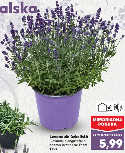 Levanduľa úzkolistá v kvetináči 19 cm