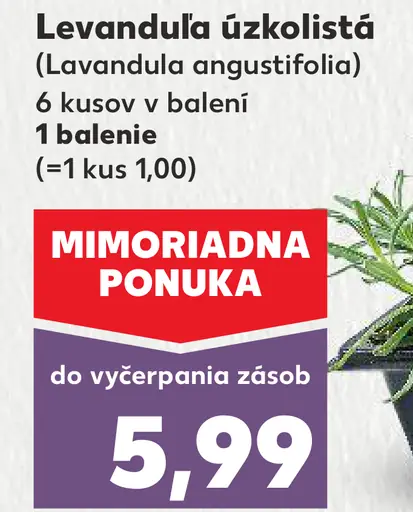 Levanduľa úzkolistá balkónový mix