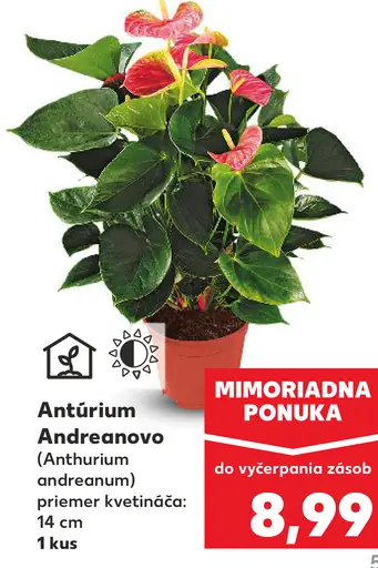 Antúrium Andreanovo (Anthurium andreanum)