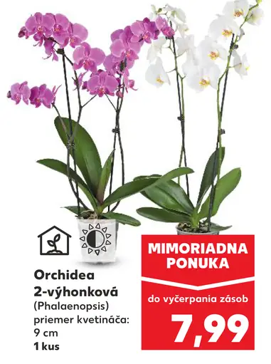 Orchidea phalaenopsis 2-výhonková
