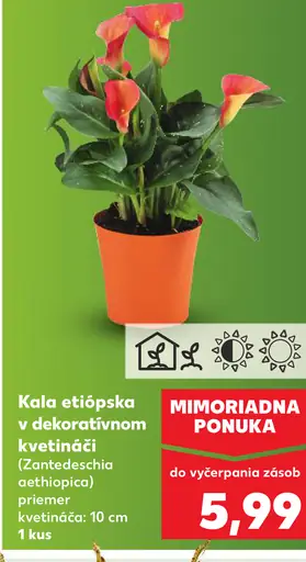 Kala etiópska v dekoratívnom kvetináči (Zantedeschia aethiopica)