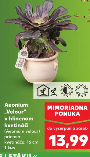 Aeonium „Velour“ v hlinenom kvetináči (Aeonium velour)