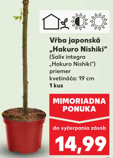 Vŕba japonská „Hakuro Nishiki“ (Salix integra „Hakuro Nishiki“)