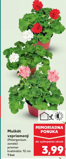 Muškát vzpriamený Pelargonium zonale