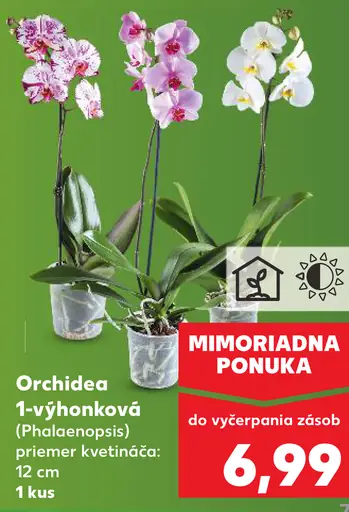 Orchidea 1-výhonková (Phalaenopsis)