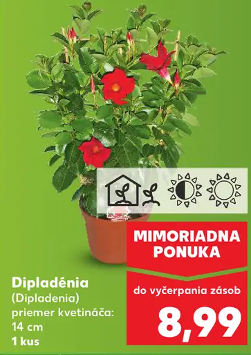 Dipladénia okrasná rastlina v kvetináči