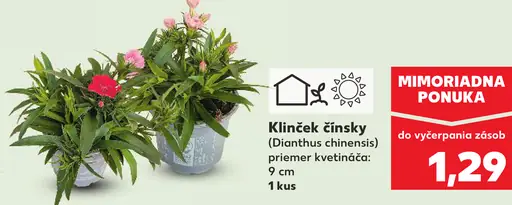 Klinček čínsky okrasný v kvetináči