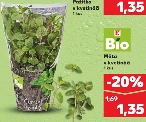 K-Bio pažítka v kvetináči