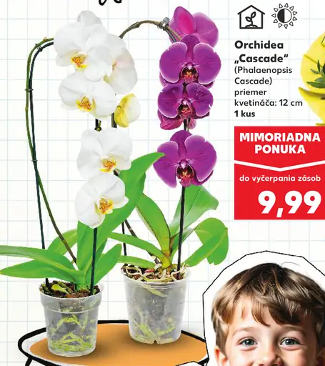 Orchidea Cascade (Phalaenopsis Cascade)