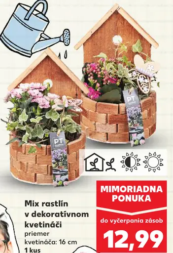 Mix rastlín v dekoratívnom kvetináči