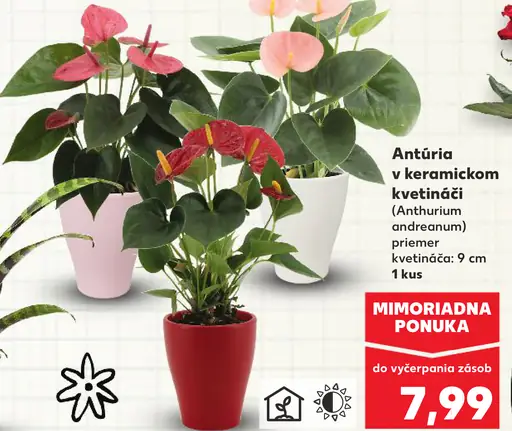 Antúria v keramickom kvetináči