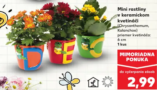Mini kvitnúce rastliny v keramickom kvetináči