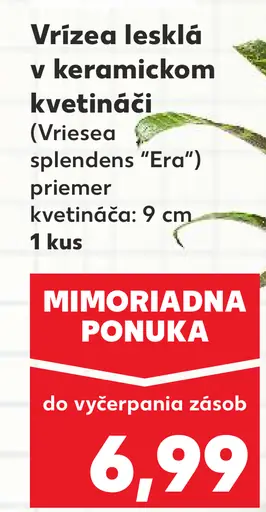 Vrízea lesklá v keramickom kvetináči
