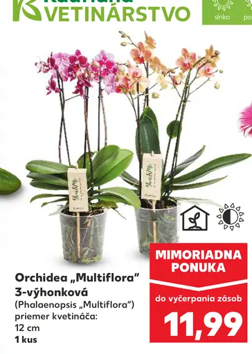 Orchidea Multiflora 3-výhonková