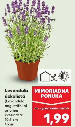 Levanduľa úzkolistá črepníková rastlina