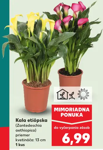 Kala etiópska črepníková rastlina