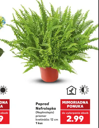 Paprď Nephrolepis kvetináč 12 cm