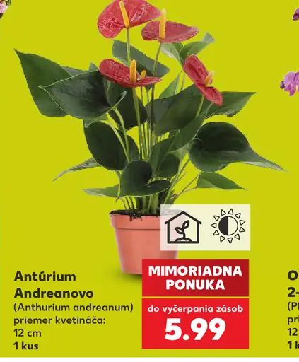 Antúrium Andreanovo kvitnúca rastlina