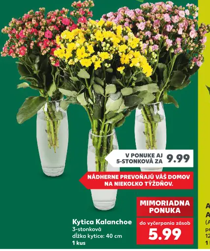 Kytica Kalanchoe 3-stonková rezaná kvetina