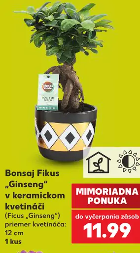 Bonsaj Fikus Ginseng v keramickom kvetináči