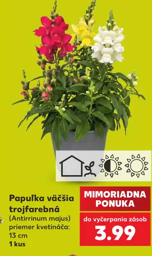 Papulka väčšia trojfarebná črepníková rastlina