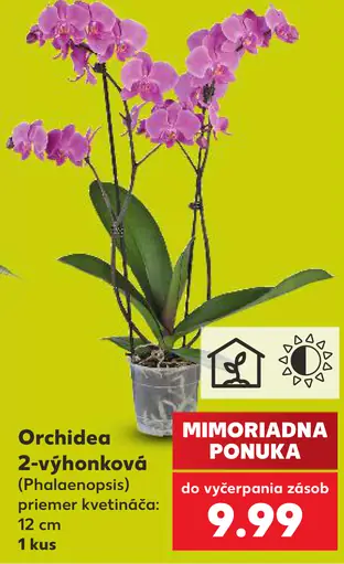 Orchidea 2-výhonková