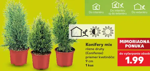 Konifery mix črepníková rastlina