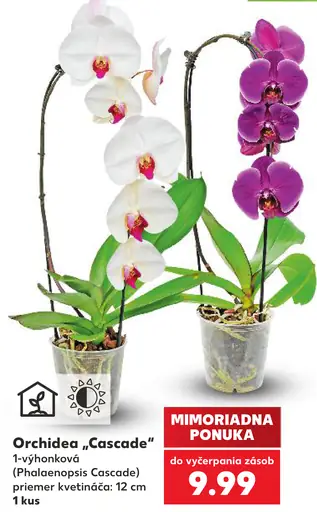 Orchidea Cascade (Phalaenopsis Cascade)
