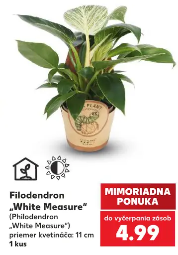 Filodendron White Measure (Philodendron White Measure)