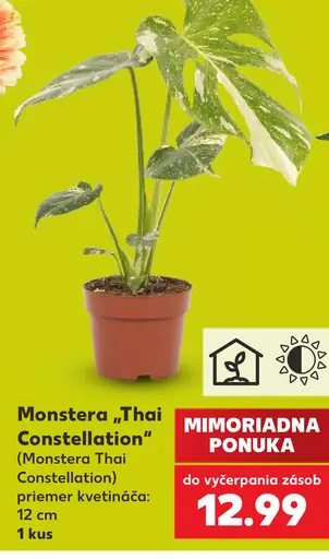 Monstera „Thai Constellation“ (Monstera Thai Constellation)