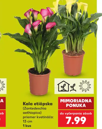 Kala etiópska (Zantedeschia aethiopica)