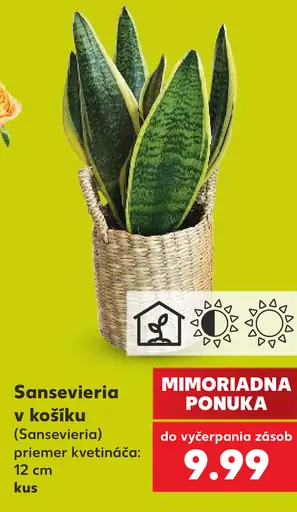 Sansevieria v košíku (Sansevieria)