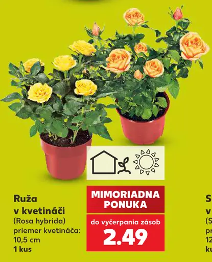 Ruža v kvetináči (Rosa hybrida)