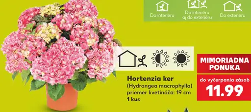Hortenzia kalinolistá ker (Hydrangea macrophylla)