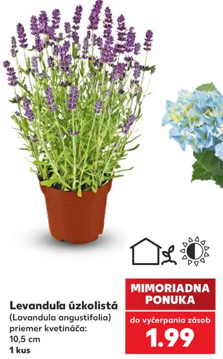 Levanduľa úzkolistá (Lavandula angustifolia), priemer kvetináča 10,5 cm