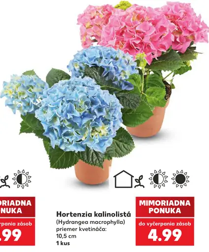 Hortenzia kalinolistá (Hydrangea macrophylla), priemer kvetináča 10,5 cm