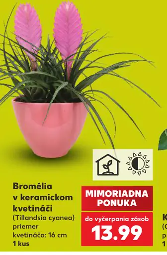 Bromélia v keramickom kvetináči (Tillandsia cyanea)