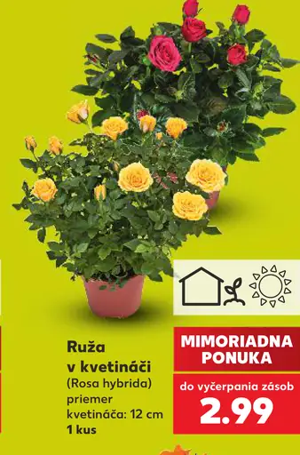 Ruža v kvetináči (Rosa hybrida)