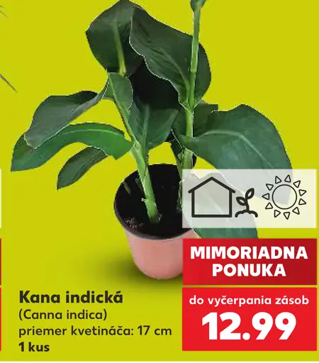 Kana indická (Canna indica)