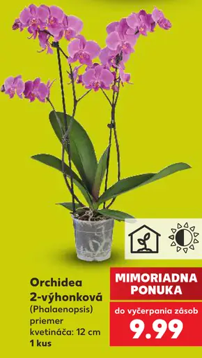 Orchidea phalaenopsis 2-výhonková